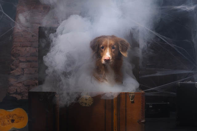 Can Dogs Sense Spirits or Ghosts?