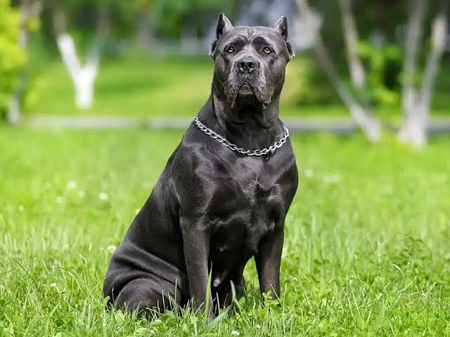 Biggest Dog Breeds - CANE CORSO
