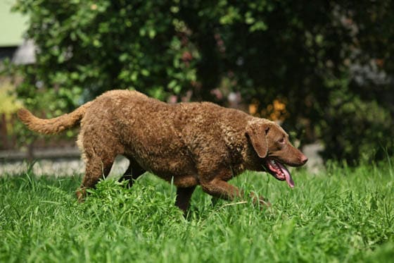 Biggest Dog Breeds - CHESAPEAKE BAY RETRIEVER