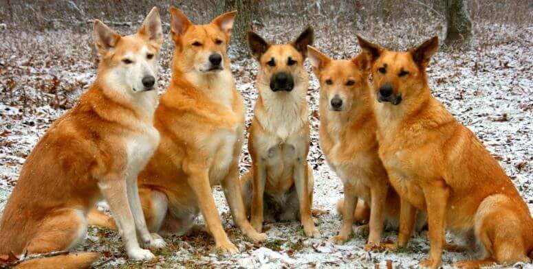 Biggest Dog Breeds - CHINOOK