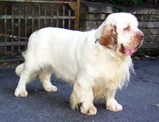 Biggest Dog Breeds - CLUMBER SPANIEL