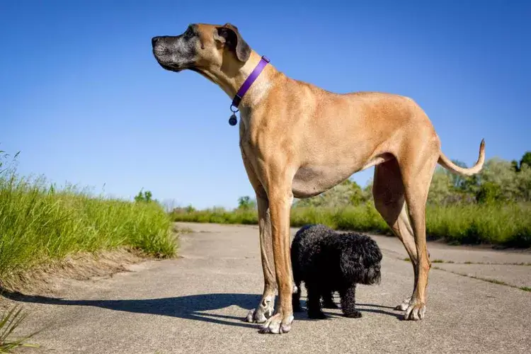 BIGGEST DOG BREEDS