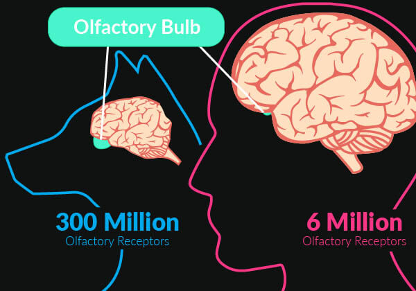 Dog Senses vs Human Senses