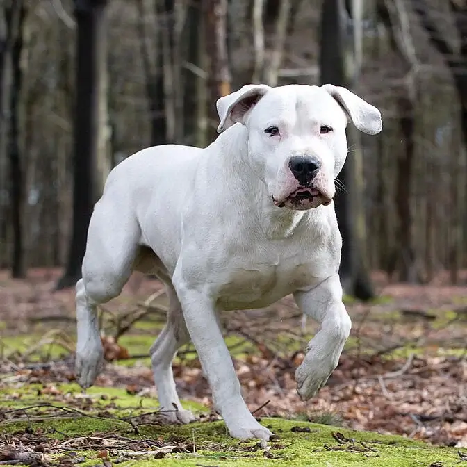 Biggest Dog Breeds - DOGO ARGENTINO