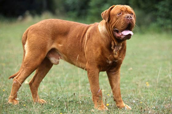 Biggest Dog Breeds - DOGUE de BORDEAUX