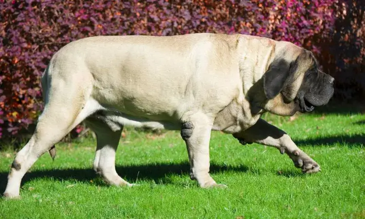 Biggest Dog Breeds - MASTIFF