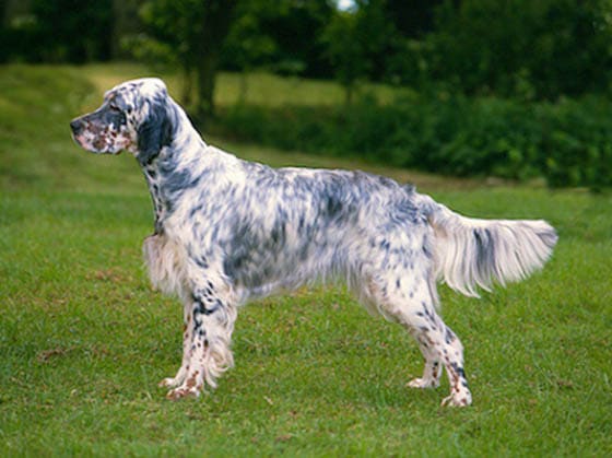 Biggest Dog Breeds - ENGLISH SETTER
