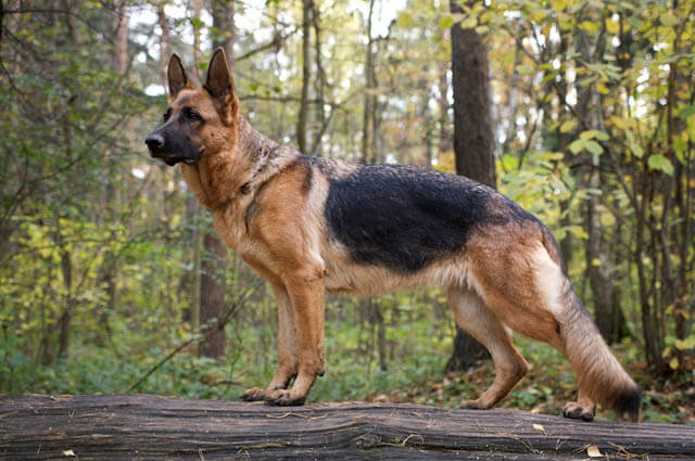 Strongest Dog Breeds