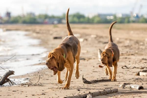 Biggest Dog Breeds - BLOODHOUND