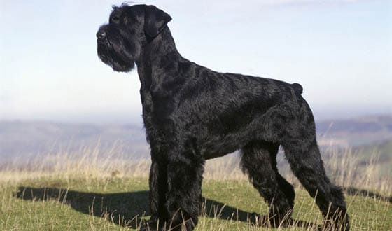 Biggest Dog Breeds - GIANT SCHNAUZER