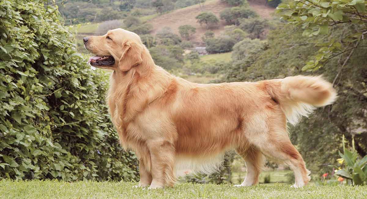 Biggest Dog Breeds - GOLDEN RETRIEVER