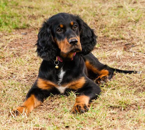 Biggest Dog Breeds - GORDON SETTER