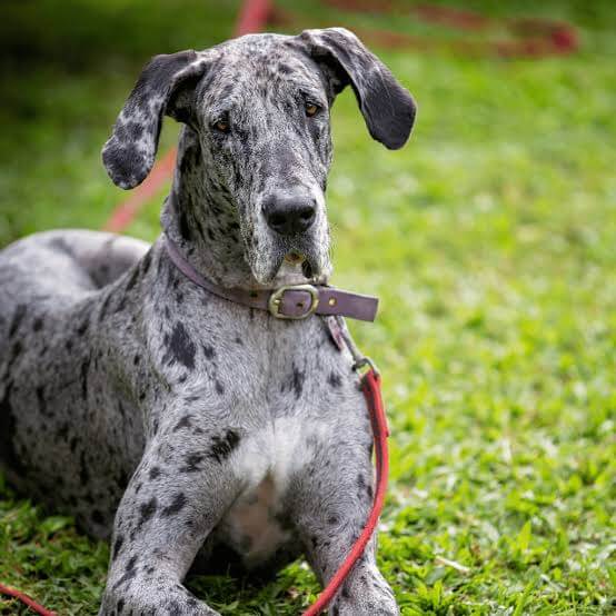 Great Dane temperament