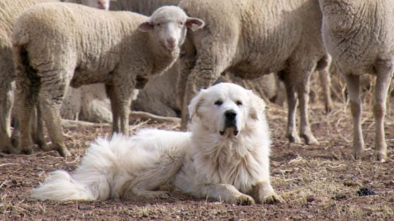 Biggest Dog Breeds - GREAT PYRENEES