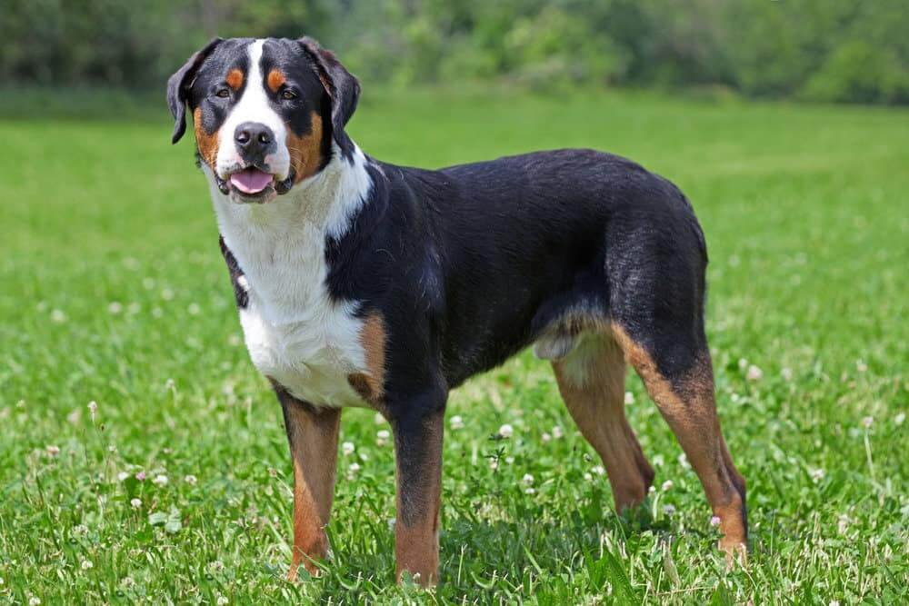 Biggest Dog Breeds - GREATER SWISS MOUNTAIN DOG