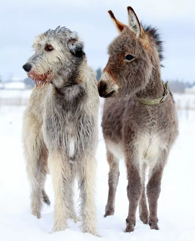 Biggest Dog Breeds - IRISH WOLFHOUND