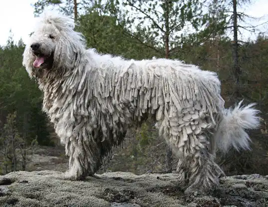 Biggest Dog Breeds - KOMONDOR