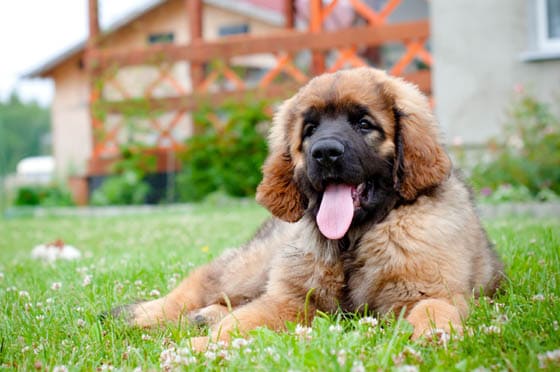 Biggest Dog Breeds - LEONBERGER