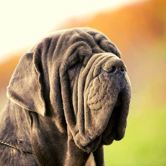 Biggest Dog Breeds - NEAPOLITAN MASTIFF