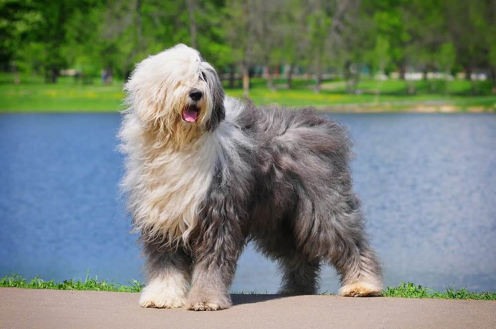 Biggest Dog Breeds - OLD ENGLLISH SHEEPDOG