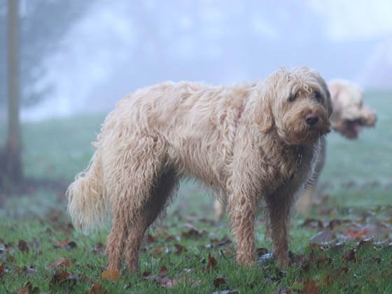 Biggest Dog Breeds - OTTERHOUND