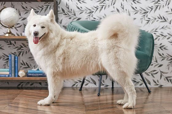 Biggest Dog Breeds - SAMOYED