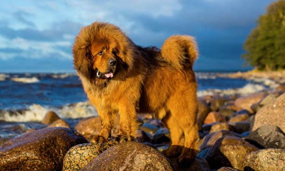 Biggest Dog Breeds - TIBETAN MASTIFF
