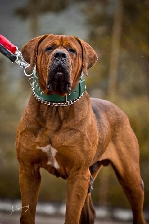 Biggest Dog Breeds - TOSA INU