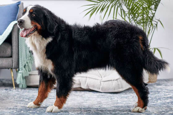 MOST CALM, LAID-BACK DOG BREEDS