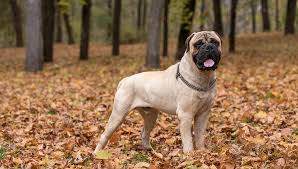 MOST CALM, LAID-BACK DOG BREEDS