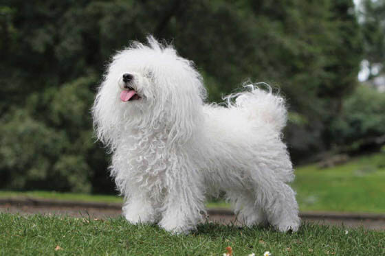 MOST CALM, LAID-BACK DOG BREEDS