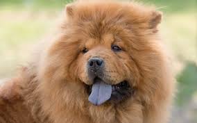 MOST CALM, LAID-BACK DOG BREEDS