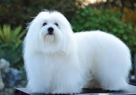 MOST CALM, LAID-BACK DOG BREEDS