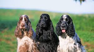 MOST CALM, LAID-BACK DOG BREEDS