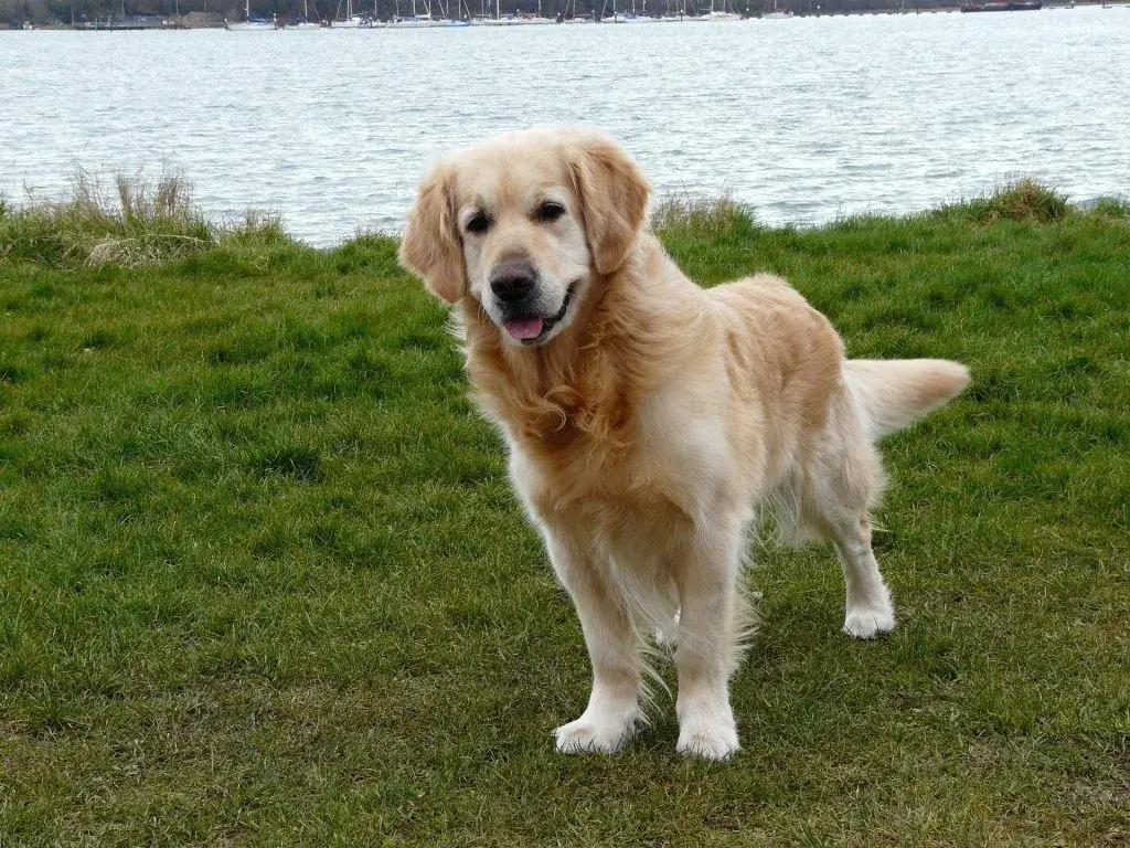 MOST CALM, LAID-BACK DOG BREEDS