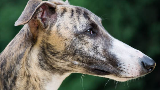 MOST CALM, LAID-BACK DOG BREEDS