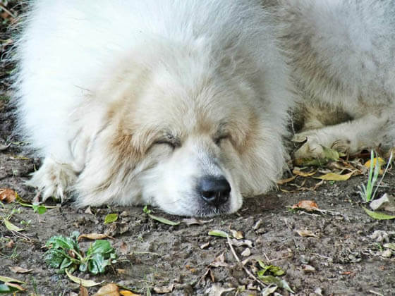 MOST CALM, LAID-BACK DOG BREEDS