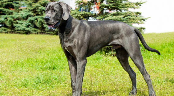 MOST CALM, LAID-BACK DOG BREEDS