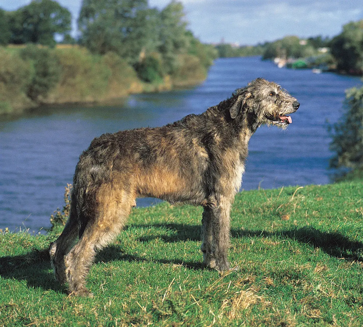 MOST CALM, LAID-BACK DOG BREEDS