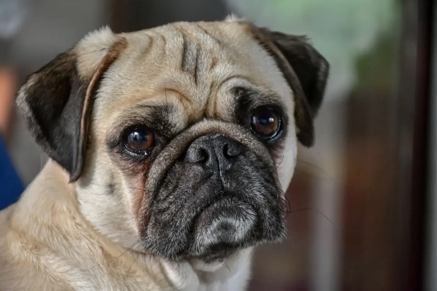 MOST CALM, LAID-BACK DOG BREEDS