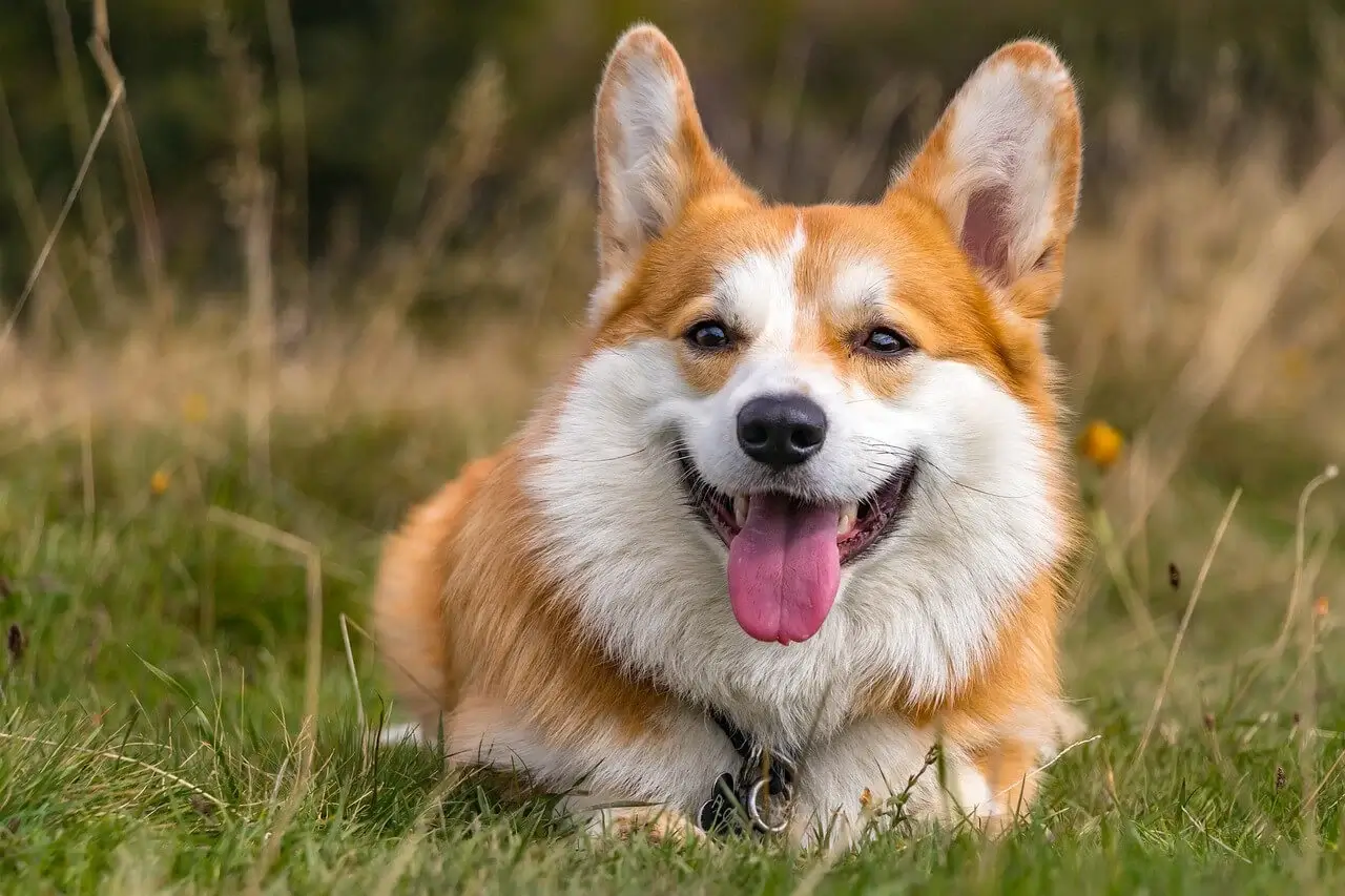 MOST CALM, LAID-BACK DOG BREEDS