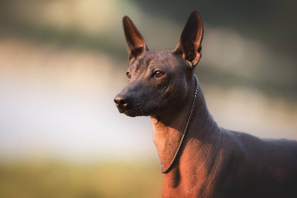 MOST CALM, LAID-BACK DOG BREEDS