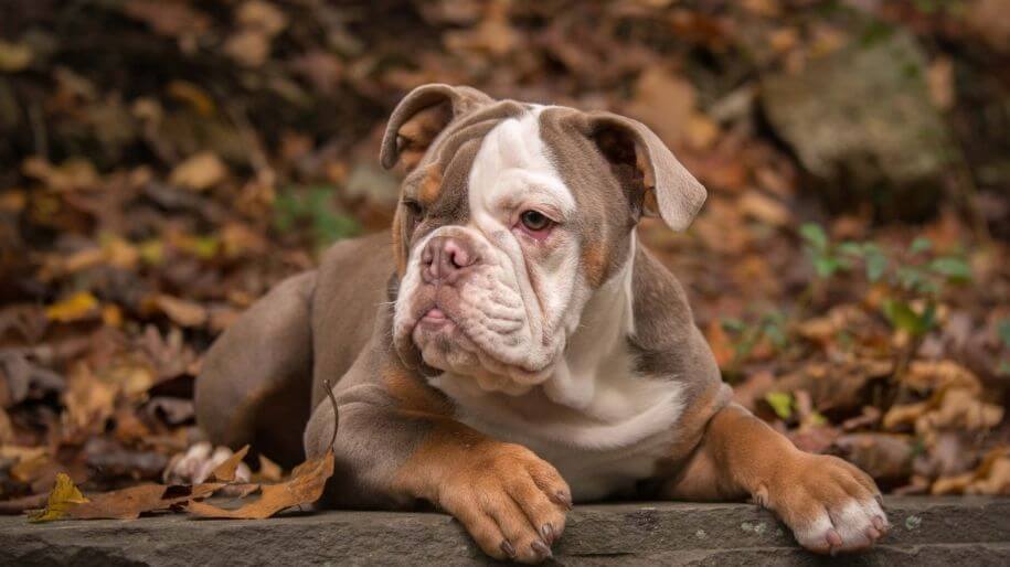 MOST CALM, LAID-BACK DOG BREEDS