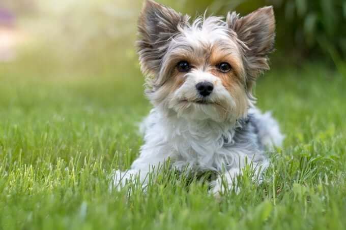 MOST CALM, LAID-BACK DOG BREEDS