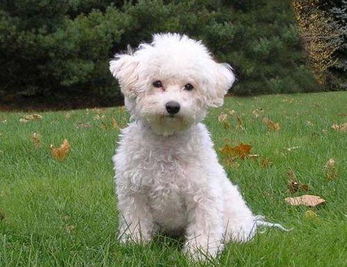 MOST CALM, LAID-BACK DOG BREEDS