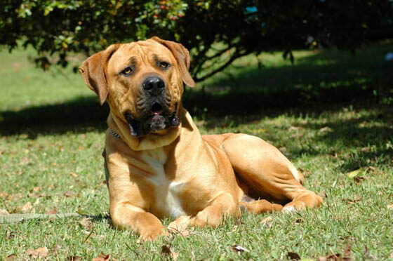 MOST CALM, LAID-BACK DOG BREEDS