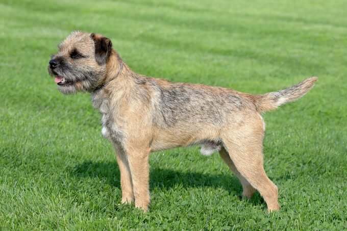 MOST CALM, LAID-BACK DOG BREEDS