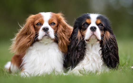 MOST CALM, LAID-BACK DOG BREEDS