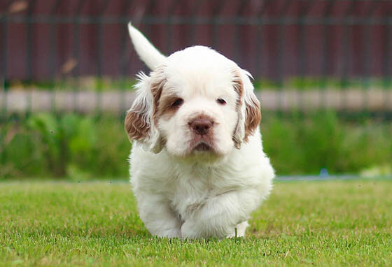 MOST CALM, LAID-BACK DOG BREEDS