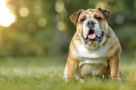MOST CALM, LAID-BACK DOG BREEDS